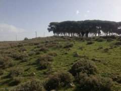 Mahmoudieh, Jezzin, Land 51000 square meters $1,020,000